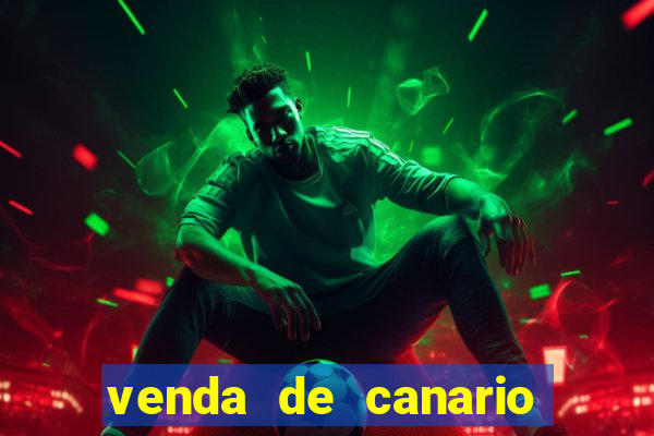venda de canario belga bahia