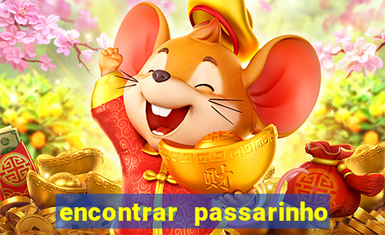 encontrar passarinho morto significado