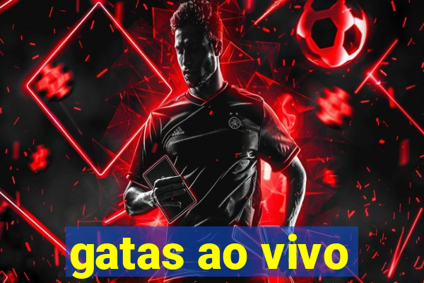gatas ao vivo