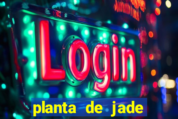 planta de jade significado espiritual