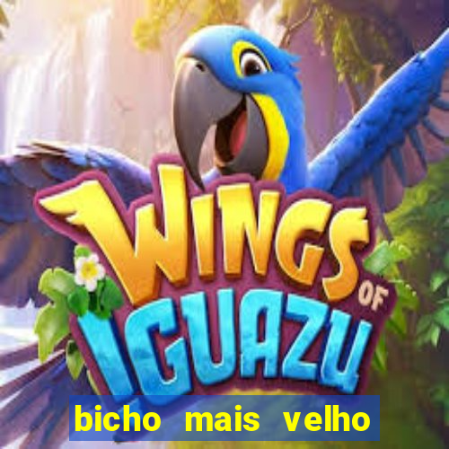 bicho mais velho da loteria dos sonhos