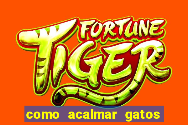 como acalmar gatos agitados a noite