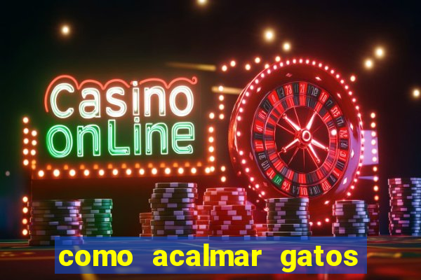 como acalmar gatos agitados a noite