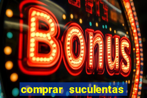 comprar suculentas direto do produtor