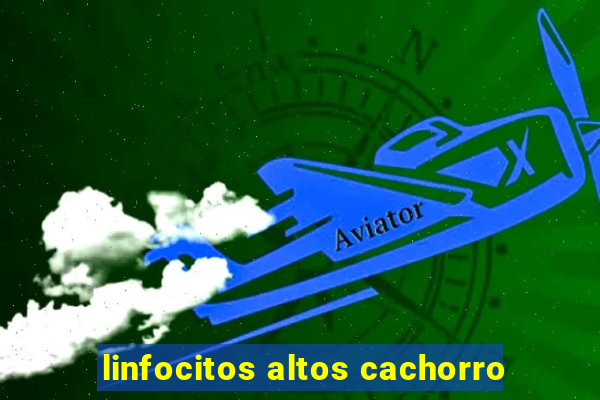 linfocitos altos cachorro