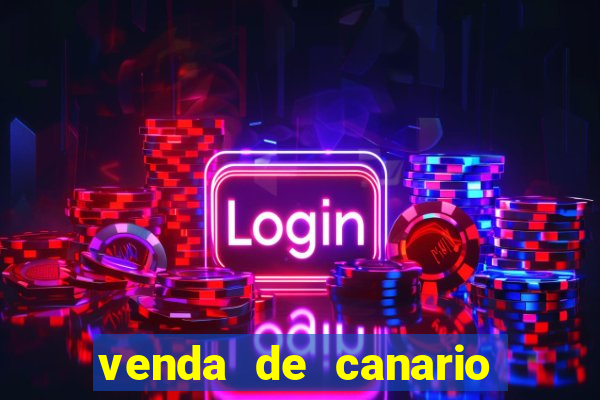 venda de canario belga bahia