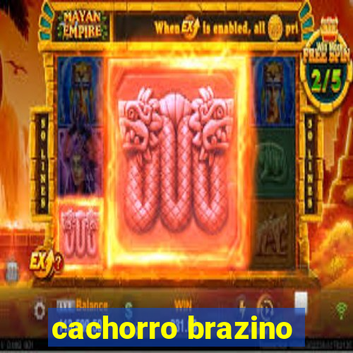 cachorro brazino