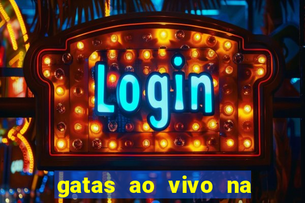 gatas ao vivo na web cam