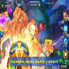 coelho mini satin rabbit