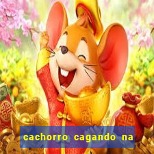 cachorro cagando na camisa do corinthians