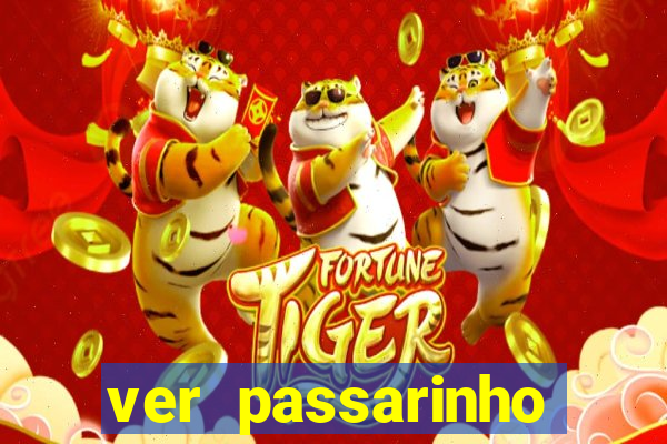 ver passarinho morto significado