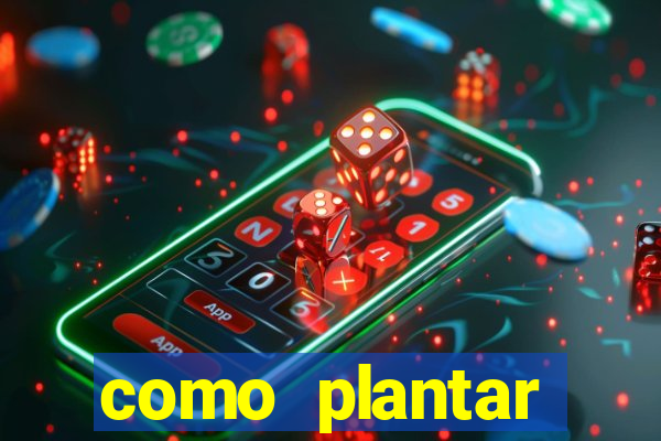 como plantar gergelim no vaso