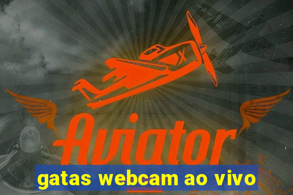 gatas webcam ao vivo