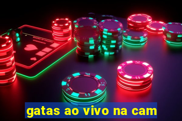 gatas ao vivo na cam