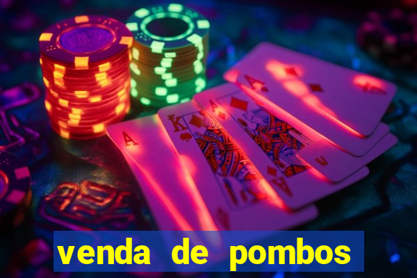 venda de pombos correios olx