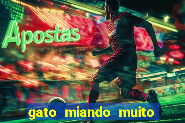 gato miando muito a noite o que fazer