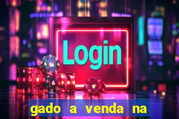 gado a venda na bahia olx