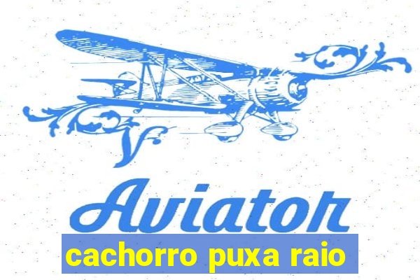cachorro puxa raio