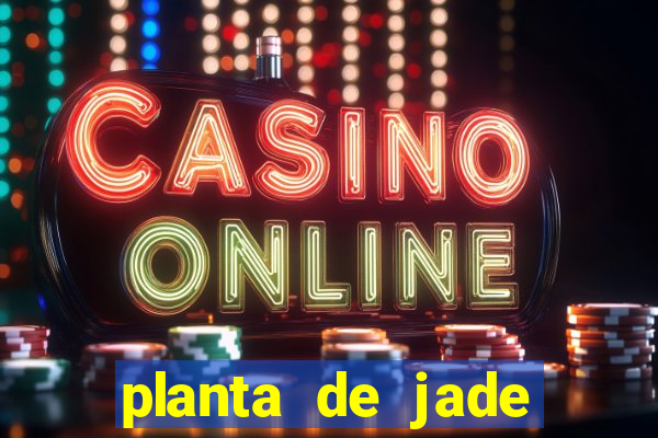 planta de jade significado espiritual