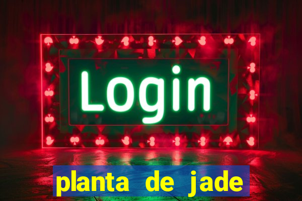 planta de jade significado espiritual