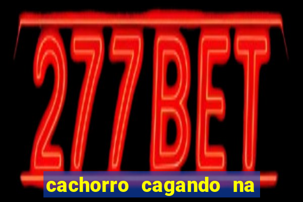 cachorro cagando na camisa do corinthians