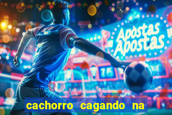 cachorro cagando na camisa do corinthians